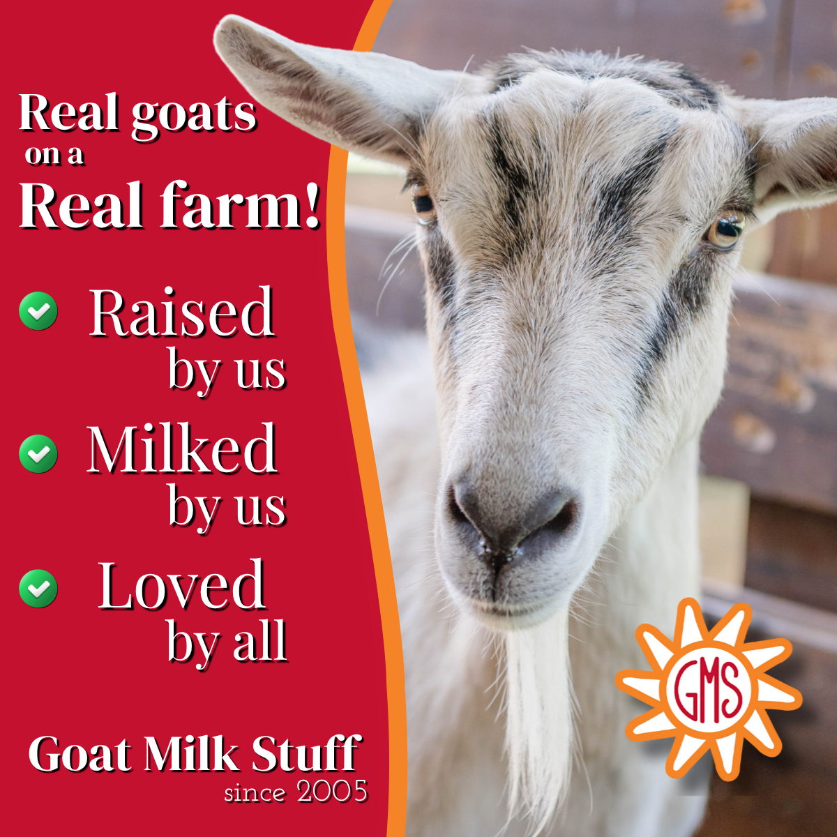 Goat looking at the camera with promotional text and GMS logo on a red background