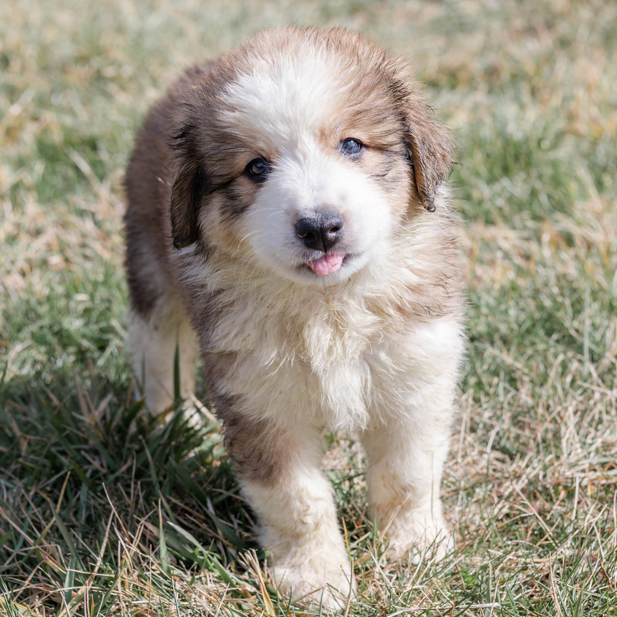 Puppy standing on grass with a neutral background