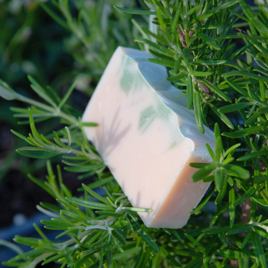 rosemary mint goat milk soap in rosemary plant