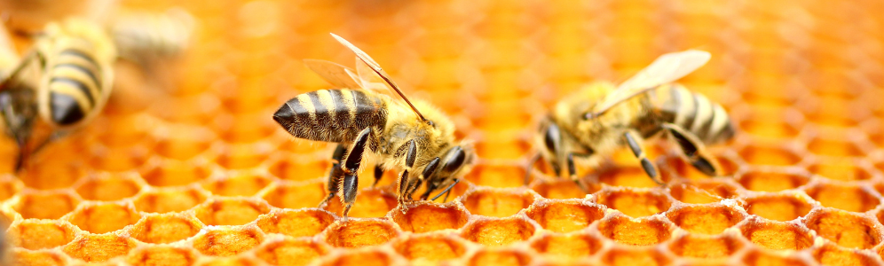 Beeswax Benefits for Skin