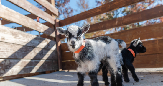 baby Nigerian Dwarf goat