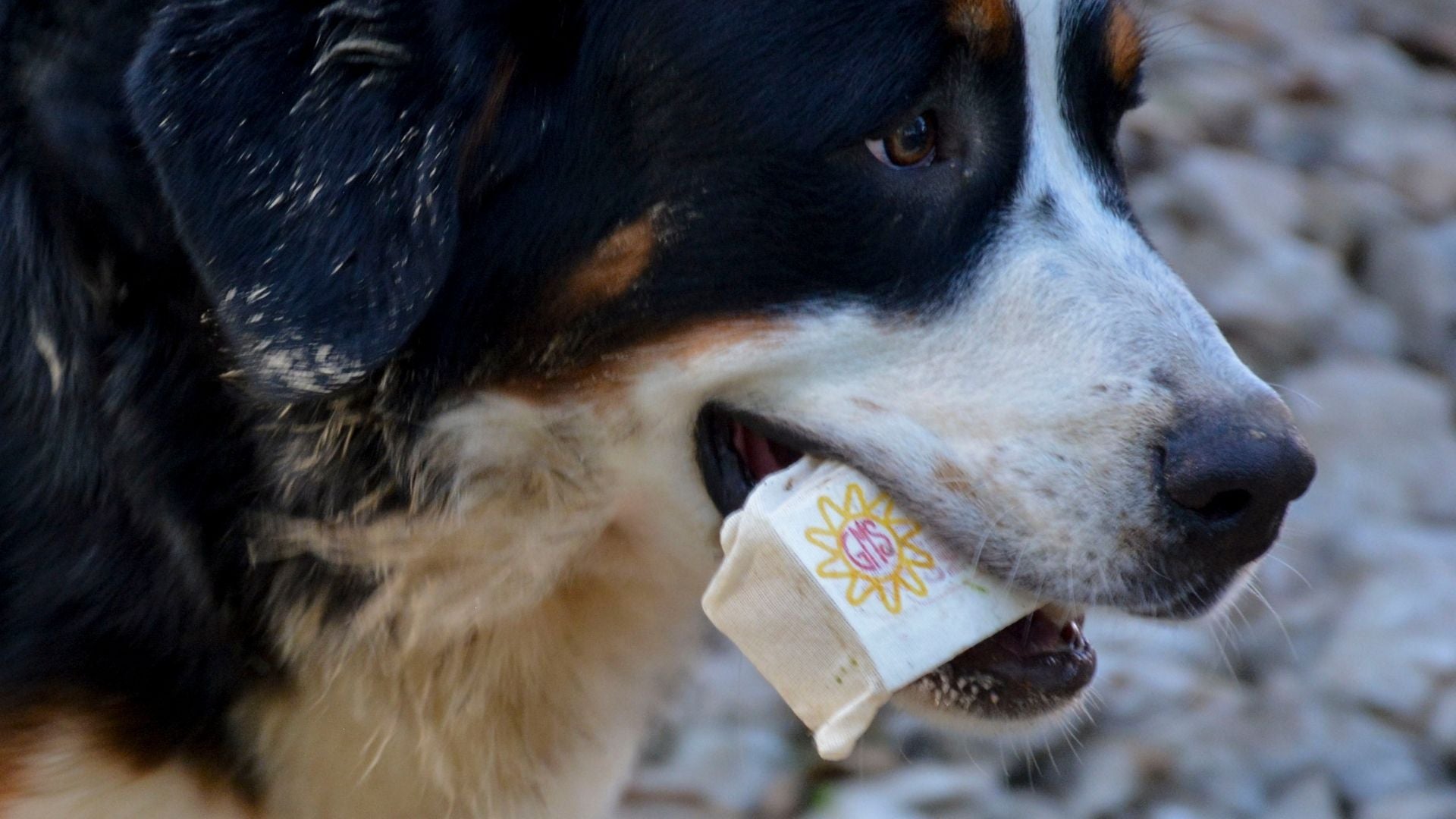 Gentle & Effective Pet Soap