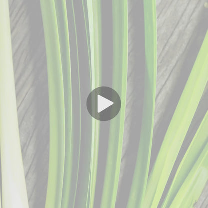 goat milk soap testimonial video lemongrass