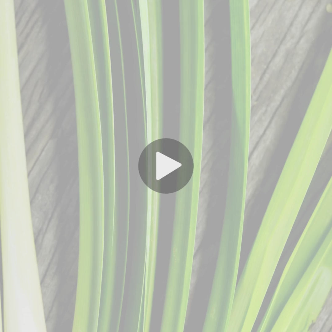 goat milk soap testimonial video lemongrass