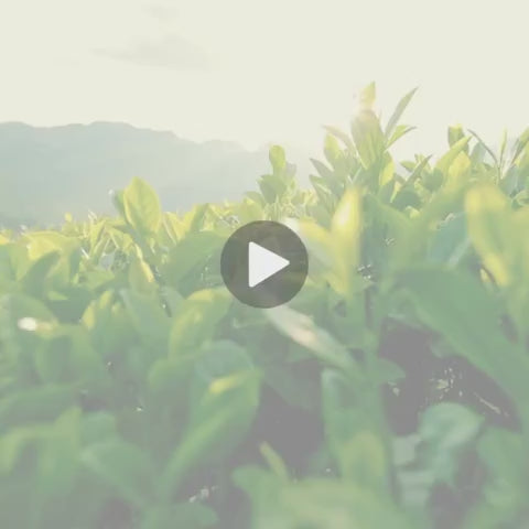 Testimonial Video - Tea Tree