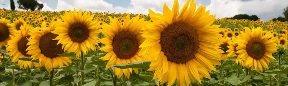 Sunflower Oil Benefits for Skin